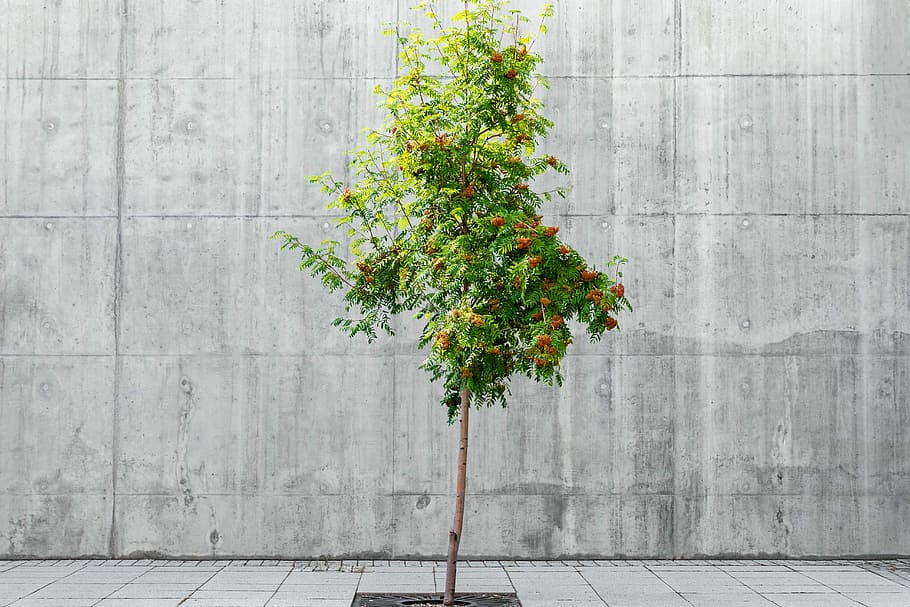 green leafed plant, green tree near gray concrete wall, street HD wallpaper