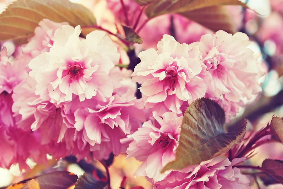 pink and white petaled flower photography, cherry blossoms HD wallpaper