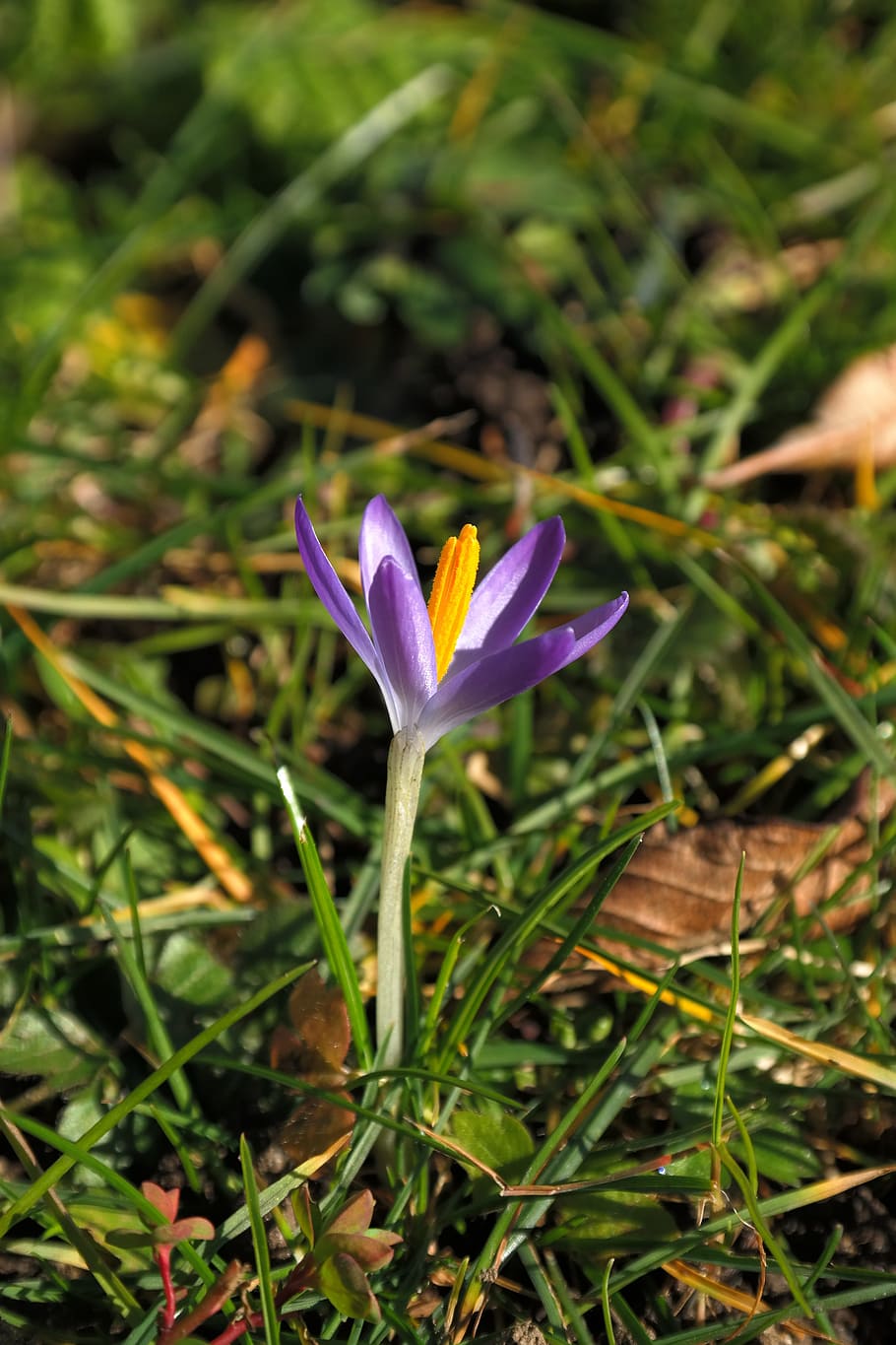 crocus, blossom, bloom, flower, purple, close, spring, colorful HD wallpaper