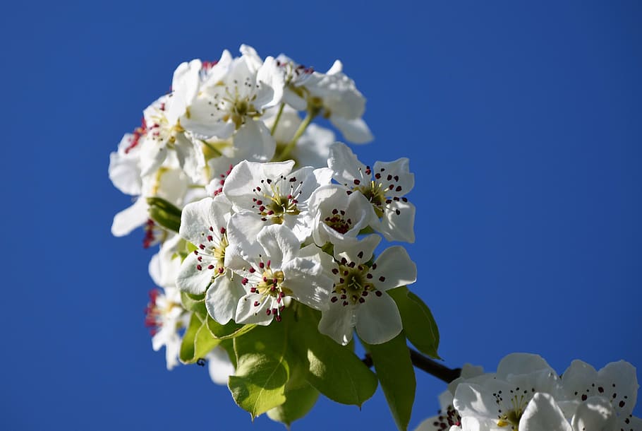 blossom, bloom, spring, apple tree, full bloom, blue, sky, flowering plant HD wallpaper
