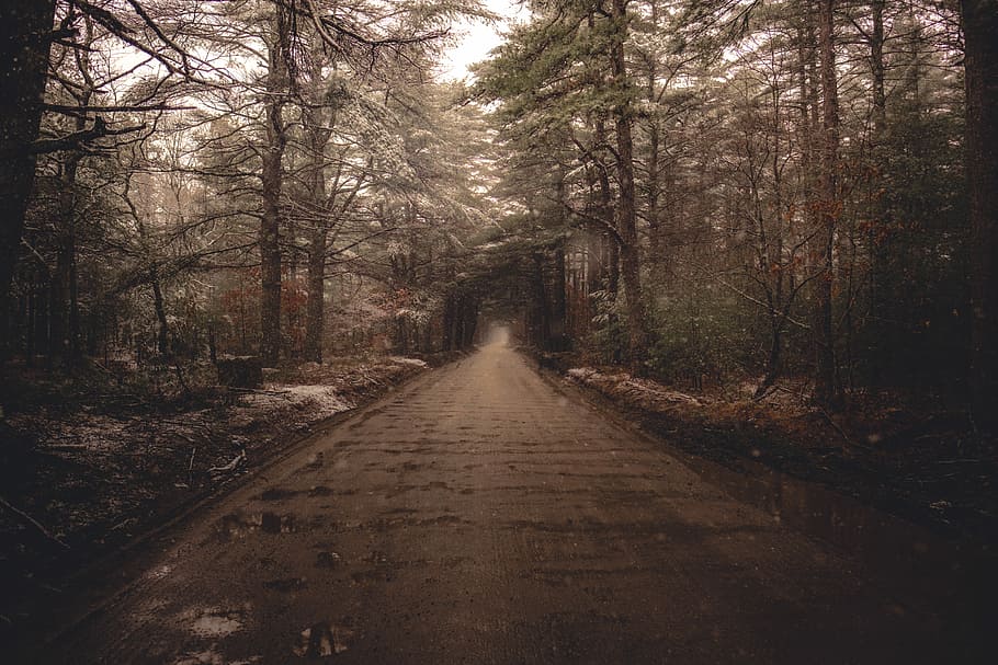 pathway surrounded by trees, pathway between trees, road, snow HD wallpaper