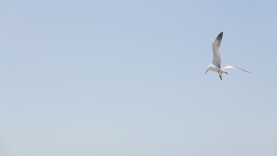 seagull, sky, animal themes, animal wildlife, animals in the wild HD wallpaper