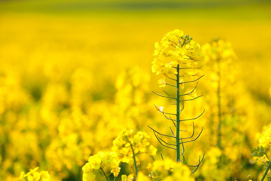 rape, macro, close-range photogrammetry, yellow, flowering plant HD wallpaper