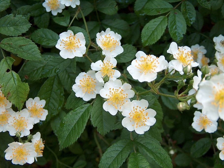 flowers, spring, nature, white, garden, bloom, floral, flowering plant HD wallpaper