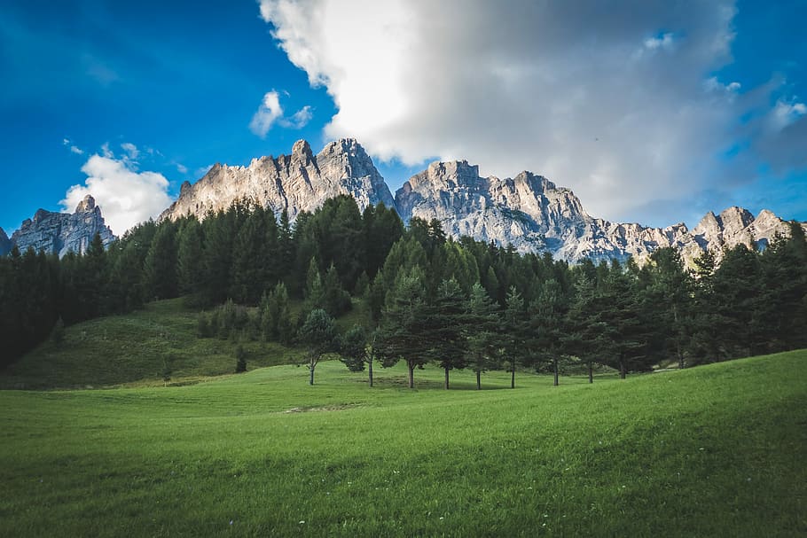 green pine trees on field with mountain at distance, landscape photo of mountain HD wallpaper
