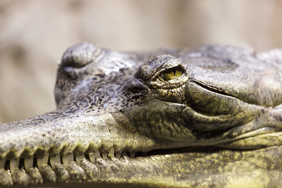 closeup photo of alligator, gavial, gharial, animal, close-up