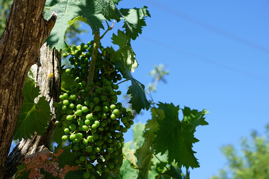 Grapes, Wine, Tree, Fruit, nature, vine, green Color, agriculture HD wallpaper