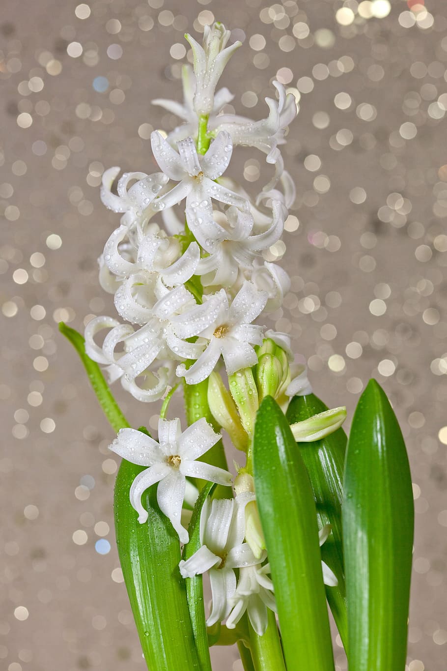 hyacinth, flower, flowers, spring, bokeh, aroma, bloom, green color HD wallpaper
