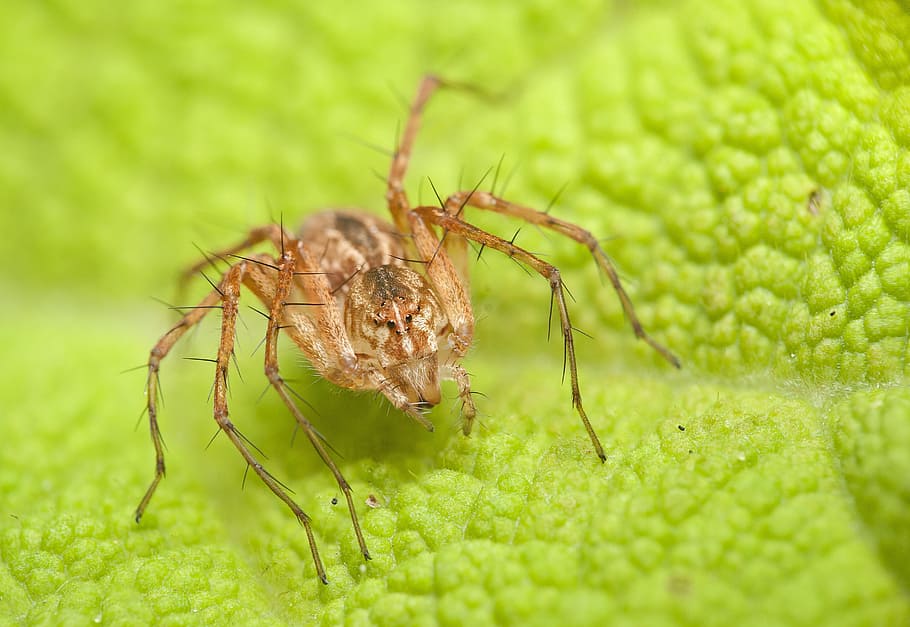 Spider, Animal, Macro, Leaf, Nature, green, wildlife, close-up HD wallpaper