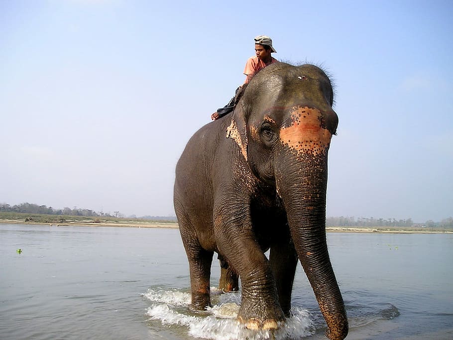 person riding elephant, Nepal, Elephant, Elephant, Driver, elephant driver HD wallpaper