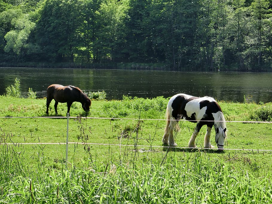 horses, paddock, coupling, animal, nature, graze, pasture, farm HD wallpaper