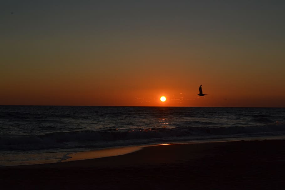 sea, seagull, sunset, water, sky, horizon, horizon over water HD wallpaper