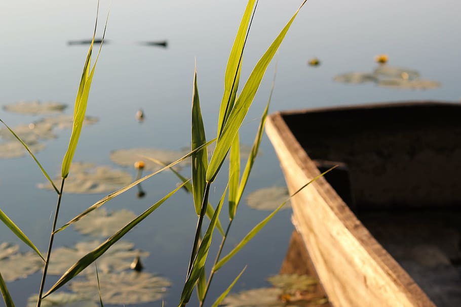 lake, boat, cane, evening, water, outdoor, peaceful, tranquil HD wallpaper