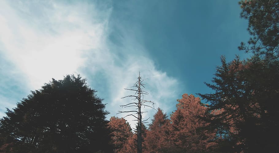 nature, perspective, sky, trees, plant, growth, low angle view HD wallpaper