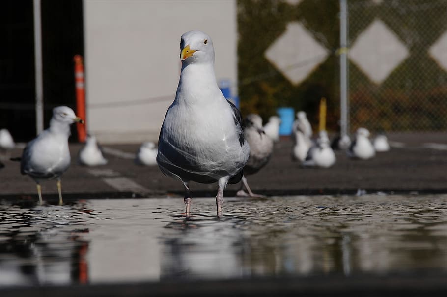 seagull on water near road, shallow focus photography of white pigeon HD wallpaper