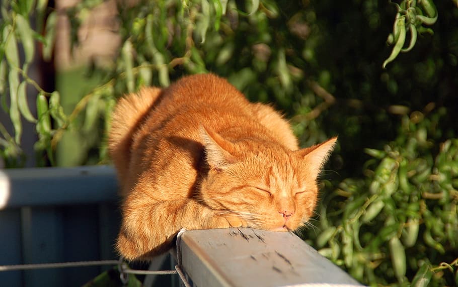 orange  fur cat on gray wooden board, red cat, cat face, head HD wallpaper