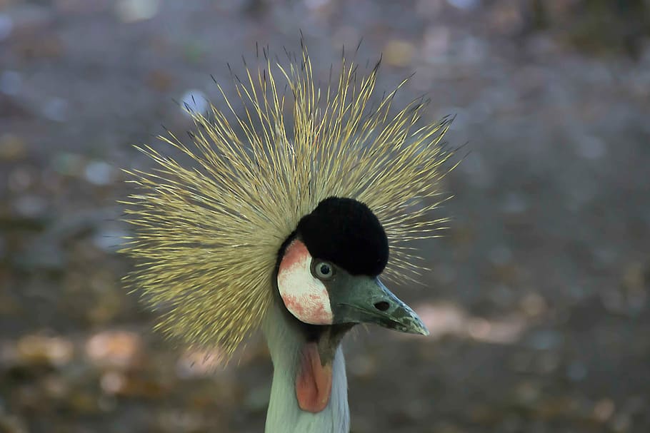 bird, plumage, zoo, eastern, bill, close, nature, animal, fly HD wallpaper
