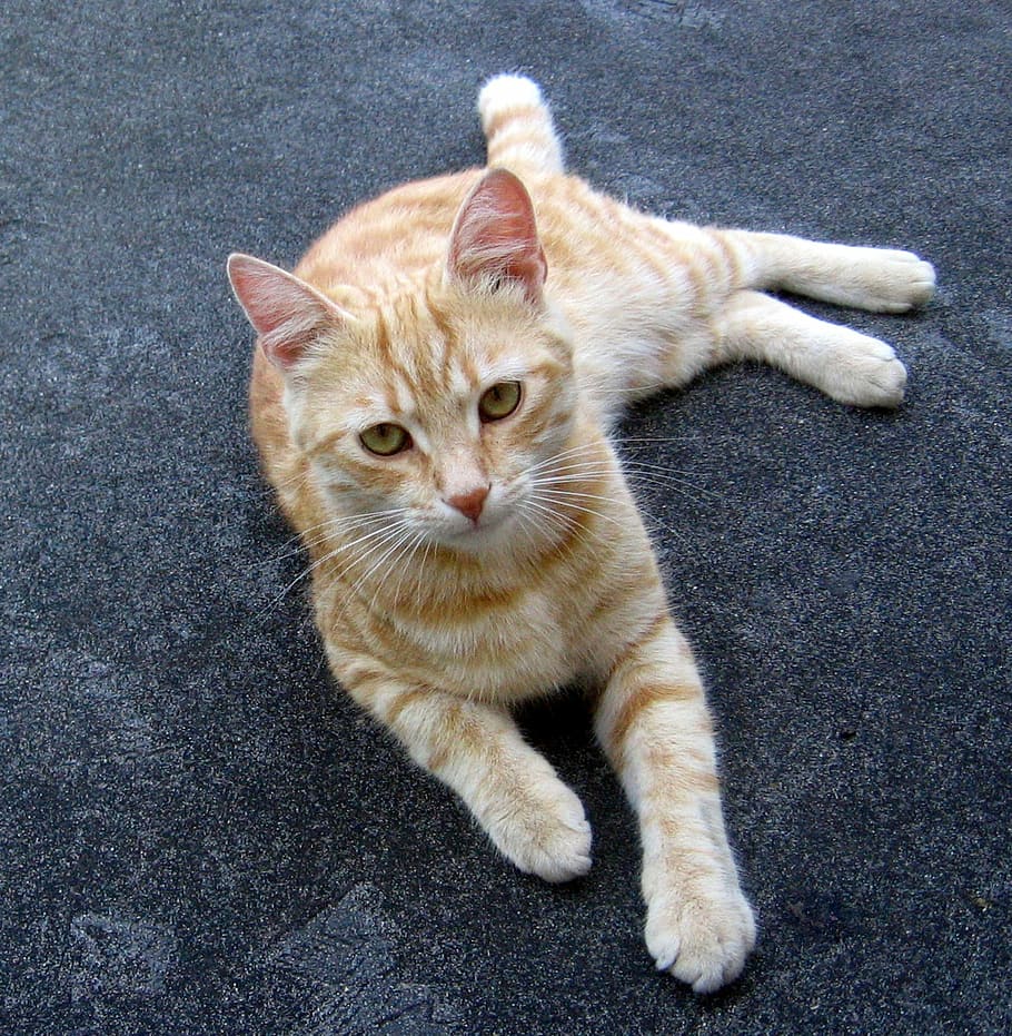 Cat, Tomcat, Rest, domestic cat, pets, one animal, domestic animals HD wallpaper