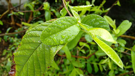 nature, post rain, drop, water, plant, guava leaf, rain drops HD wallpaper