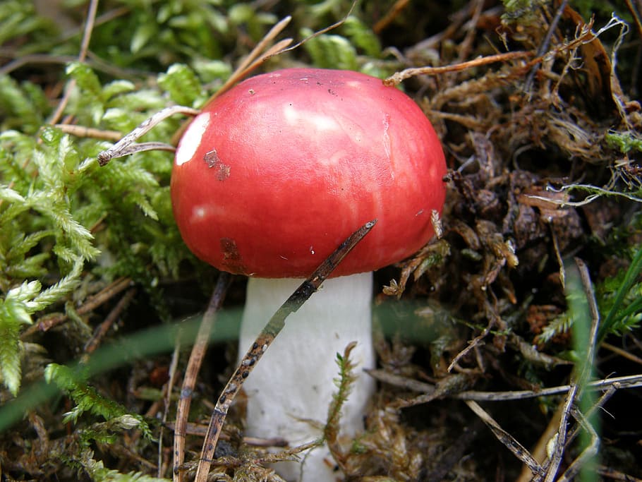 Fly Agaric, Forest, Nature, Autumn, red, forest floor, food and drink HD wallpaper