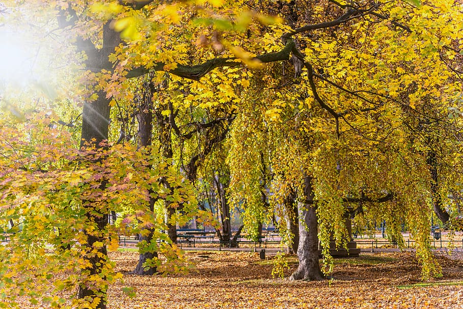 autumn, branches, fall, foliage, landscape, leaves, nature HD wallpaper