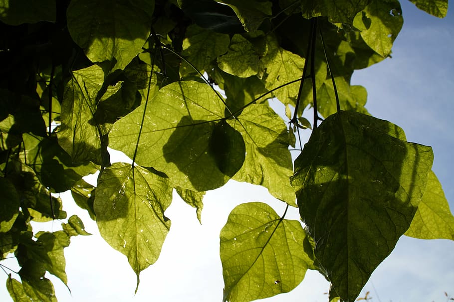 leaves, light, shadow, autumn, shades of green, sky, tree, catalpa HD wallpaper