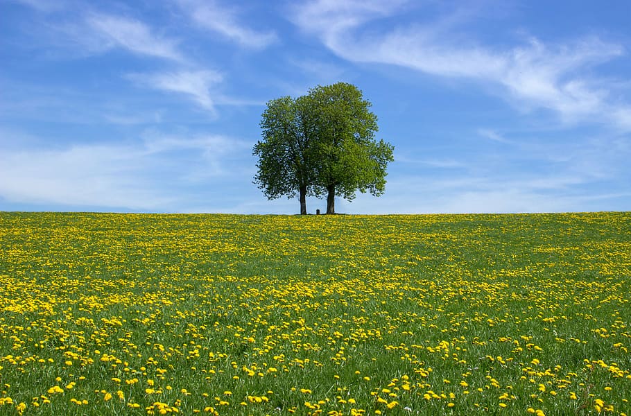 green leafed trees surrounded by bed of yellow petaled flowers HD wallpaper