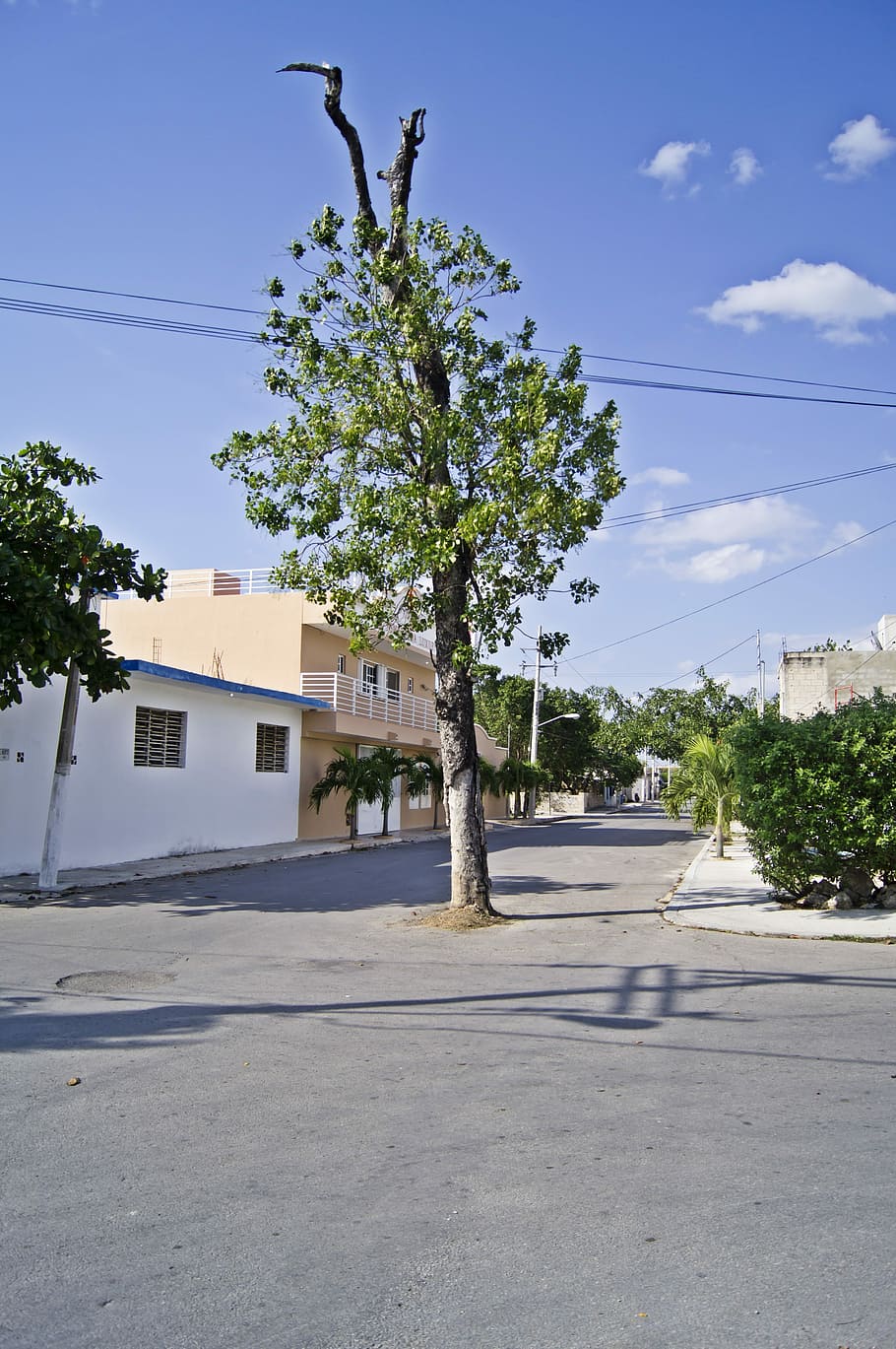Tree, Street, Avenue, Path, building exterior, house, built structure HD wallpaper