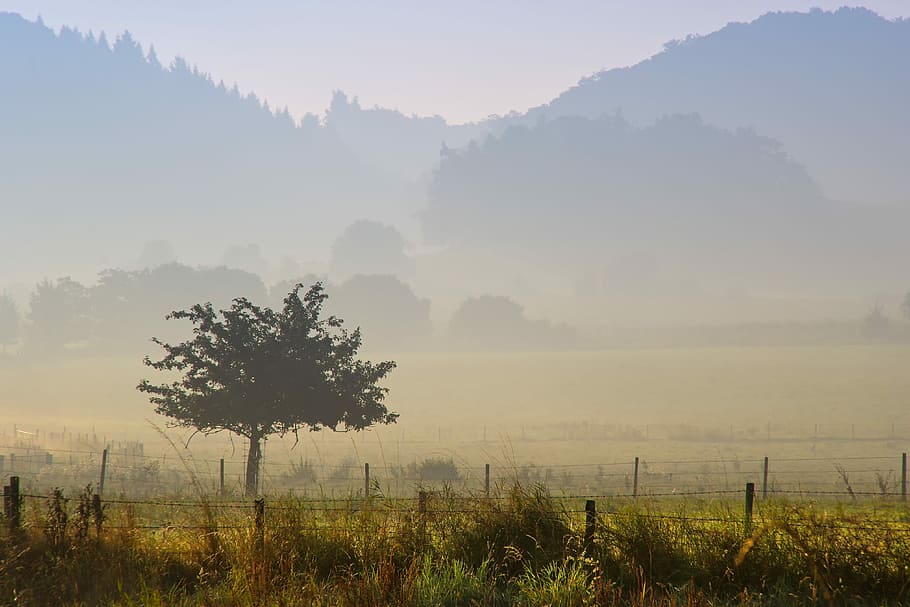 tree near fence with mountain distance, nature, panorama, landscape HD wallpaper