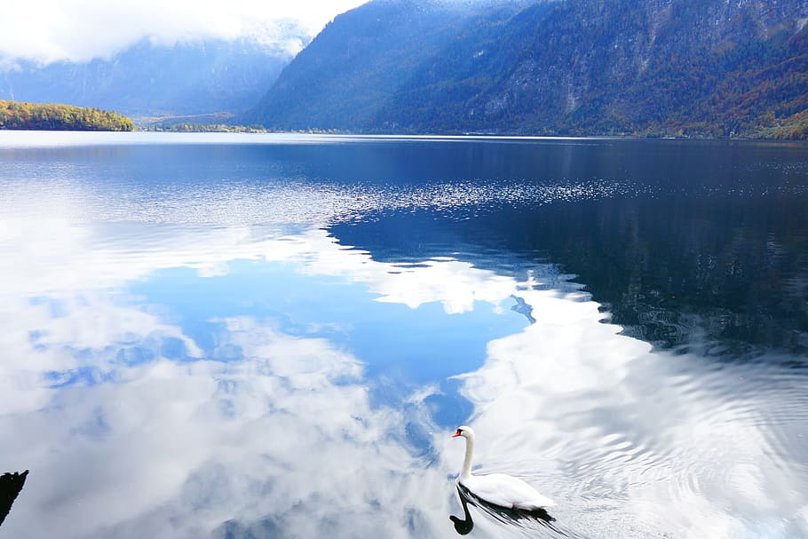Lake, Goose, Swan, Water, Surface, reflections, sky, cloud, HD wallpaper