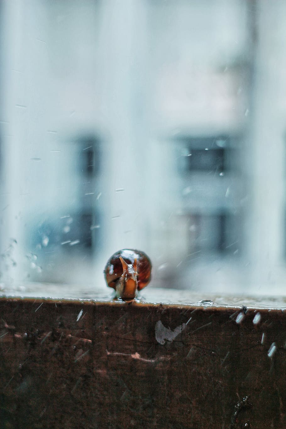 Umm.. Hi!, brown snail on board, window, bug, animal, shell, animal themes HD wallpaper