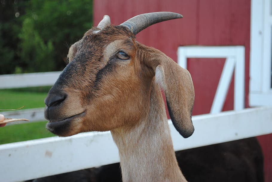 HD wallpaper: Goat, Nanny, Farm, Pet, billy, billy-goat, ram, adorable,  animal-photography | Wallpaper Flare