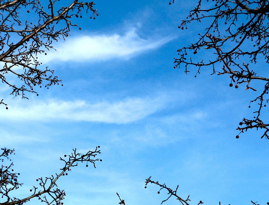 sky, cloud, tree, weather, light, day, cloudscape, heaven, air HD wallpaper