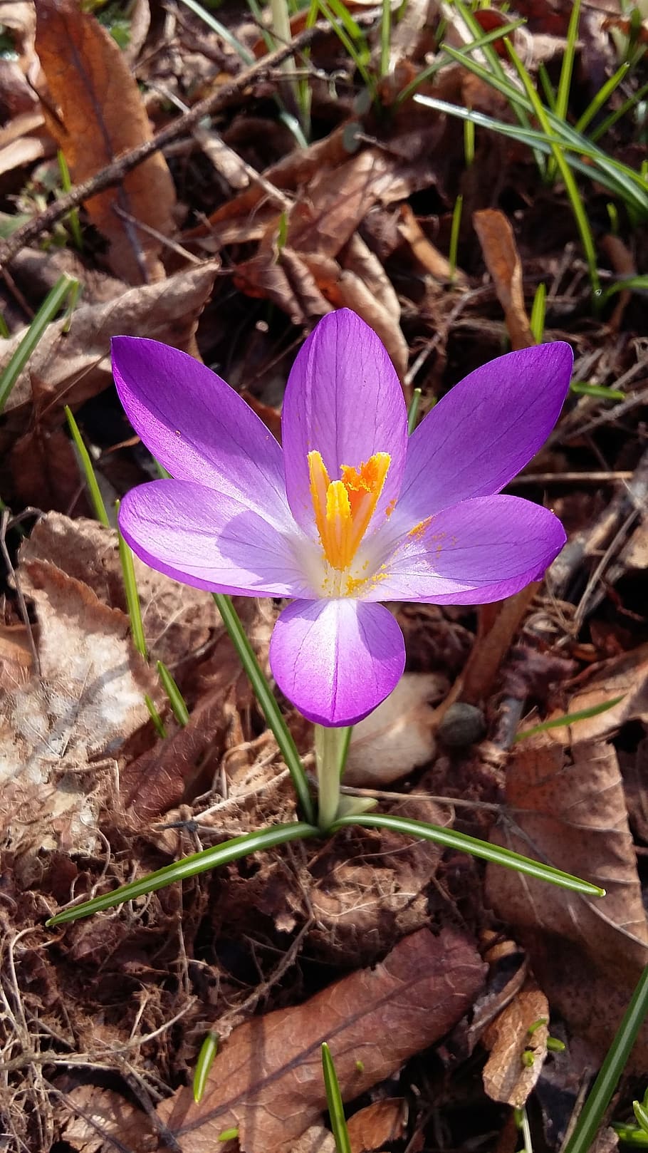 flower, crocus, spring, blossom, bloom, nature, garden, purple HD wallpaper