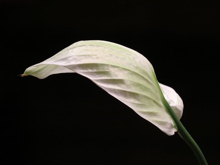 white peace lily in bloom, Vaginal, Sheet, Leaf, vaginal sheet, HD wallpaper