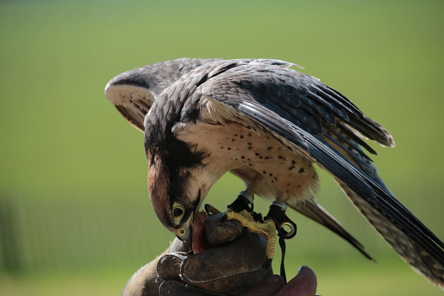 lanner falcon, bird, predator, nature, prey, wildlife, hunter HD wallpaper