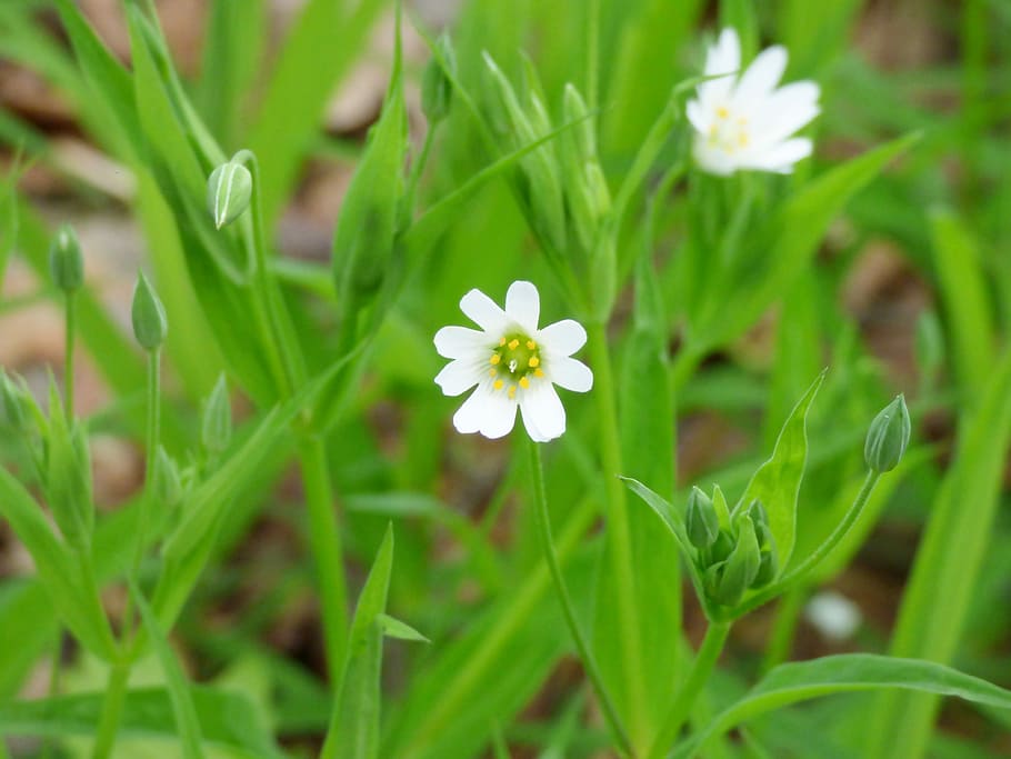 Spring, Forest, Flowers, green color, nature, white color, grass HD wallpaper