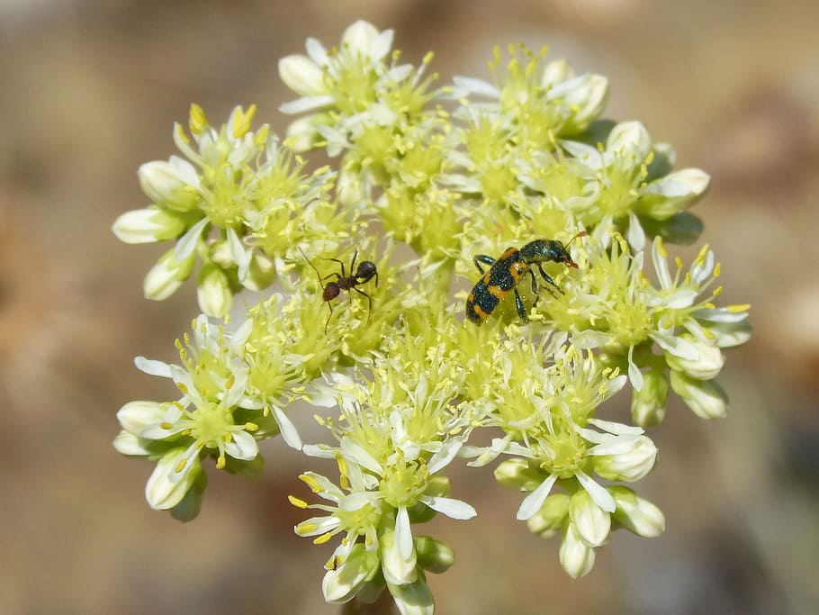 trichodes apiarius, coleoptera, beetle, black and yellow, gross floor HD wallpaper