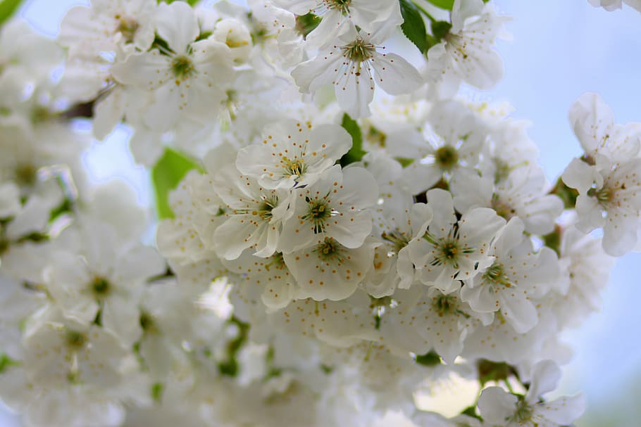 flowers, white, tree, fruit, casey, spring, flourished, flowering plant HD wallpaper