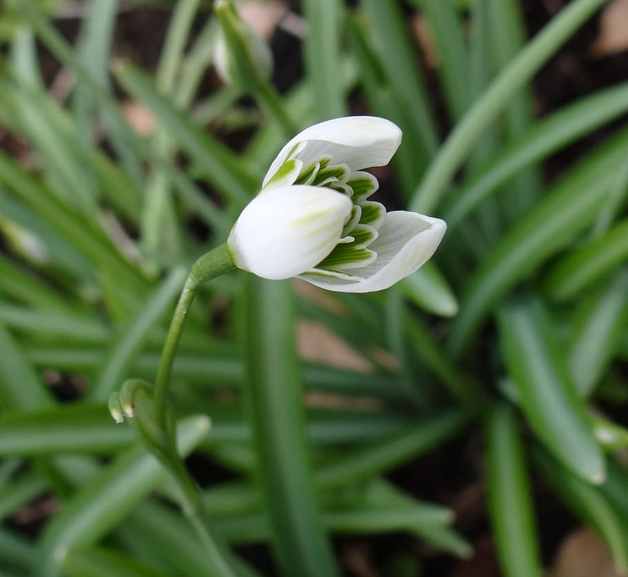 nature, flora, leaf, garden, grass, snowdrop, spring, plant HD wallpaper