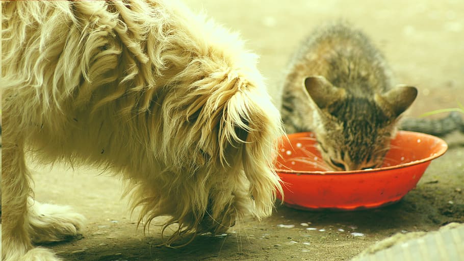 animals, dog, cat, pets, armenia, mammal, domestic animals HD wallpaper