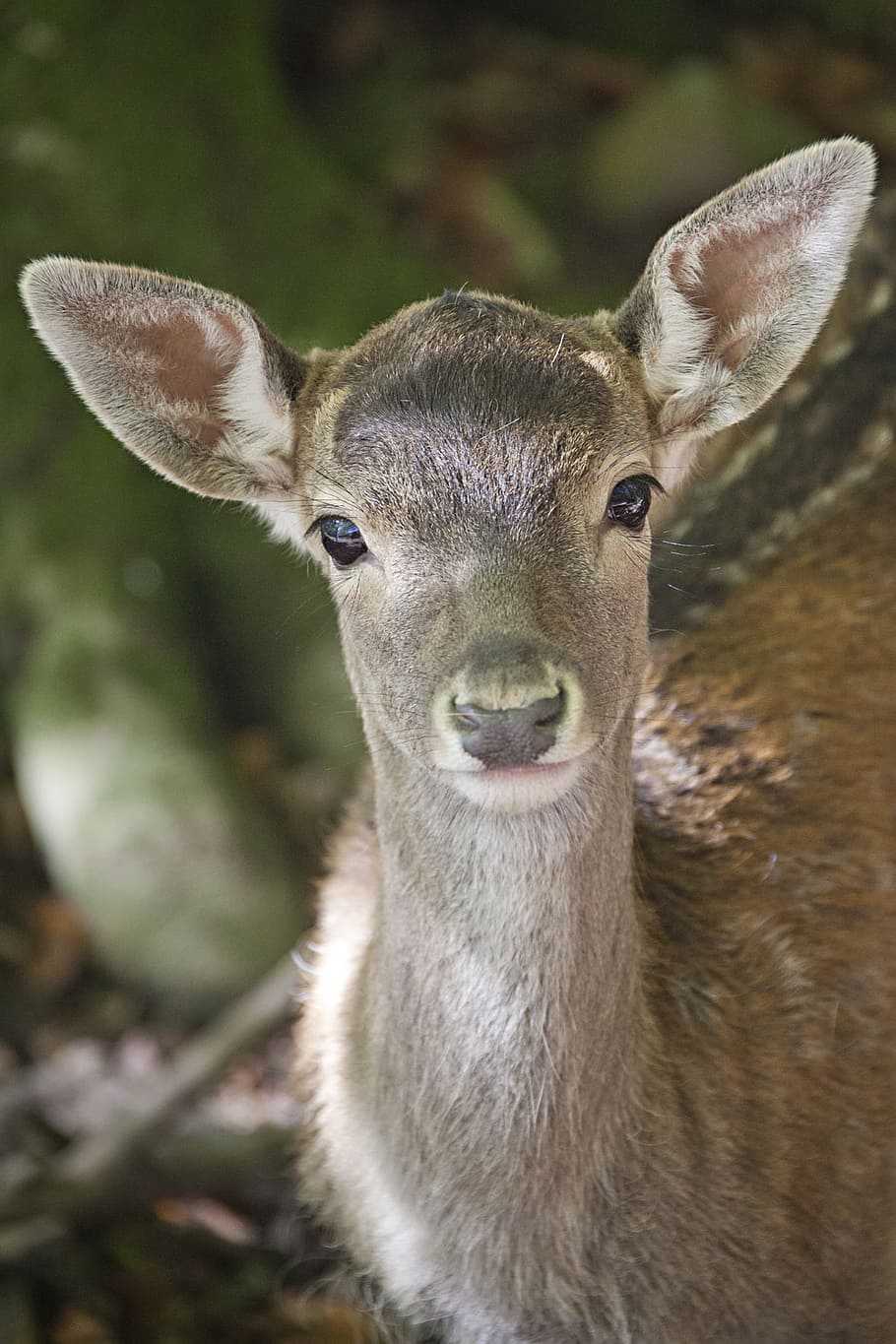 photo of doe deer, damm wild, young animal, animal world, kitz, HD wallpaper