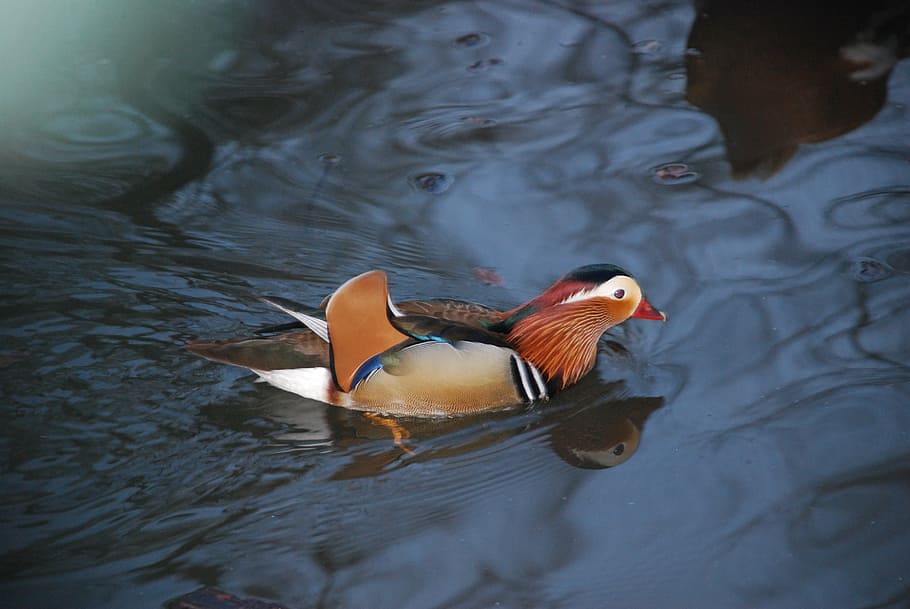 bird, duck, water, animal themes, swimming, animal wildlife HD wallpaper