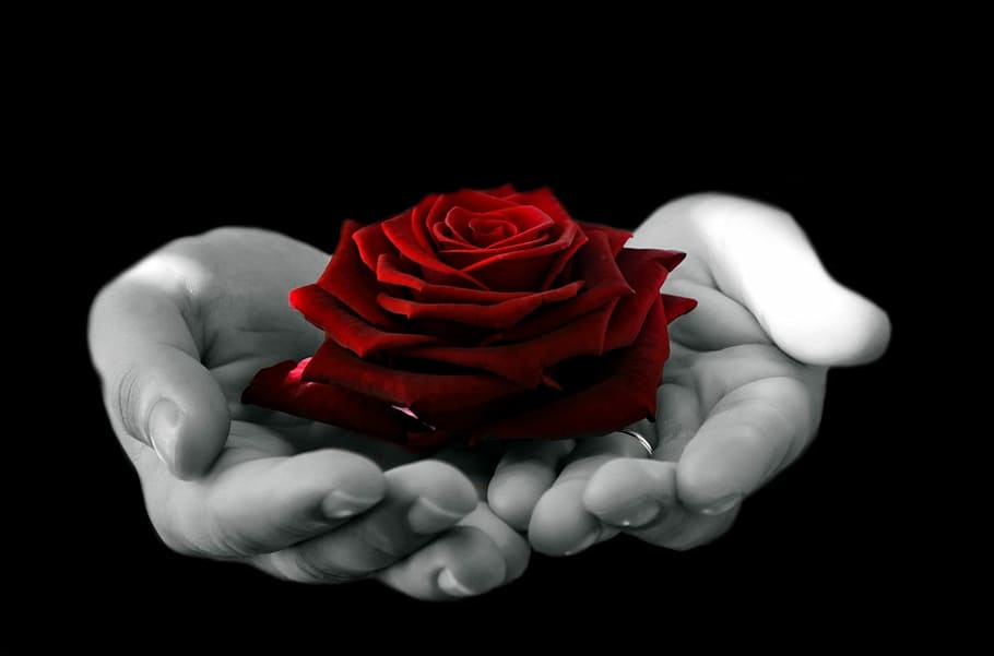person holding red rose, flowers, plants, nature, background