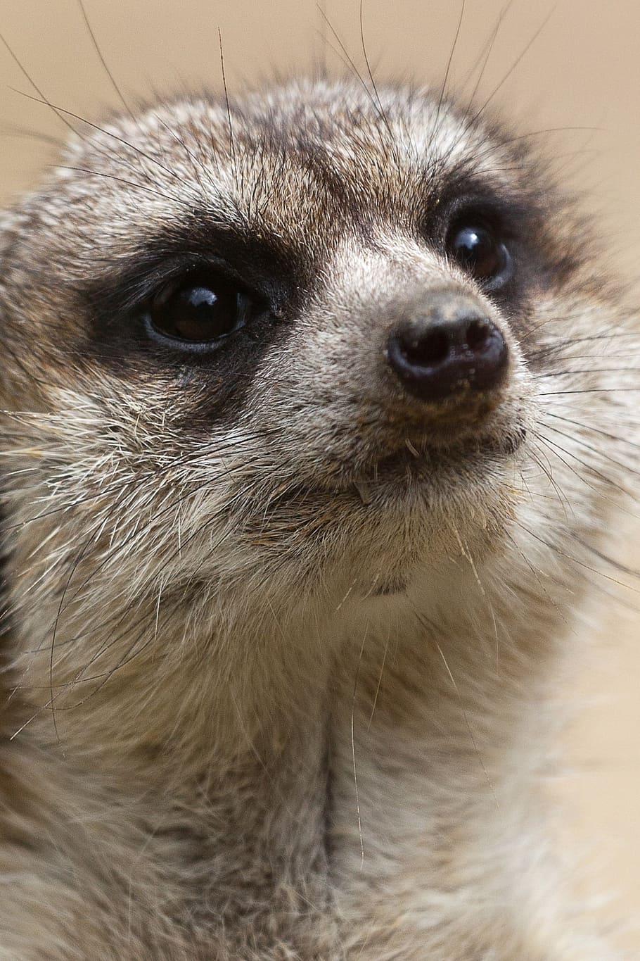 small, eyes, cute, creature, meerkat, animal, desert, face HD wallpaper