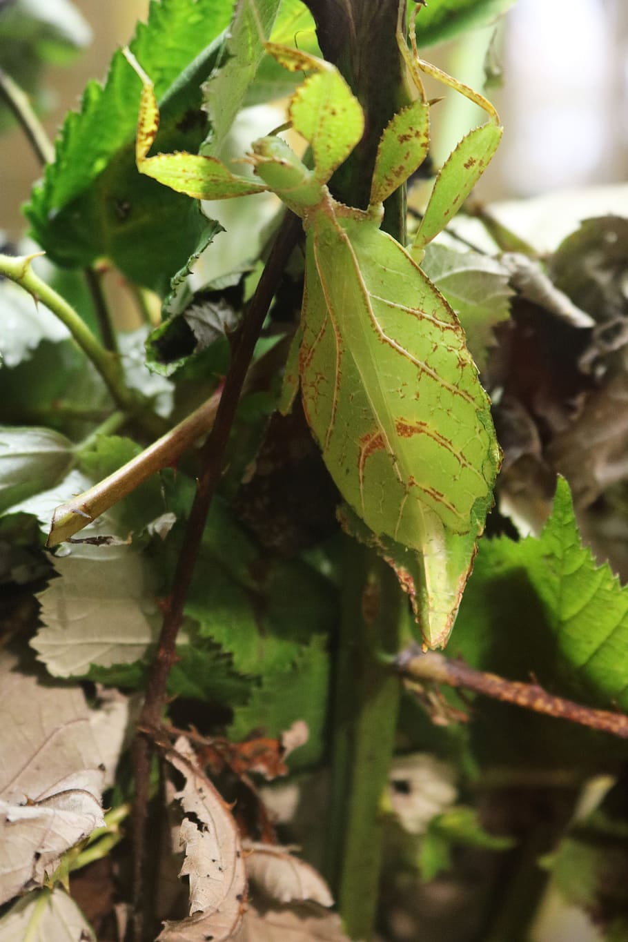 phylliidae, leaf bug, insect, nature, green, animal, plant HD wallpaper