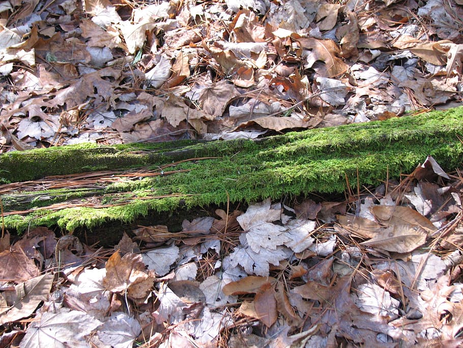 moss, tree, foliage, forest, nature, environment, woods, plant part HD wallpaper