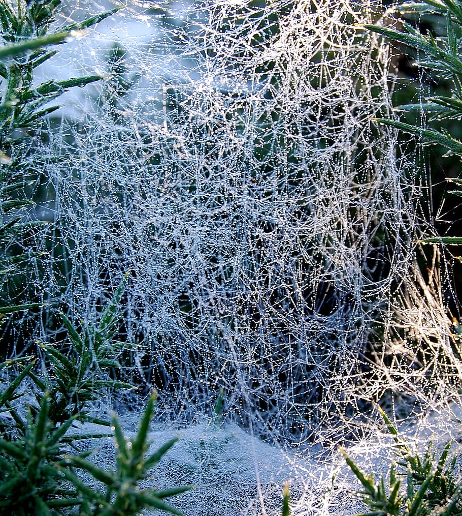 cobweb, morning, dew, plant, no people, nature, growth, day HD wallpaper
