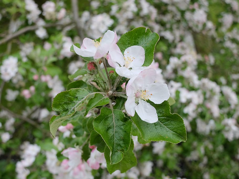 spring, june, apple, tree, green, flowers, flowering, nature HD wallpaper