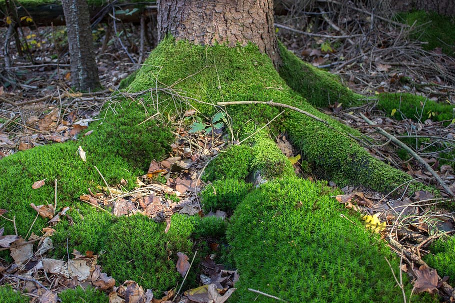 Root, Tribe, Moss, Tree, Log, Nature, green, tree root, plant HD wallpaper